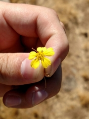 Deinandra