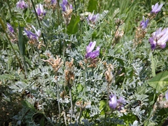Astragalus incertus