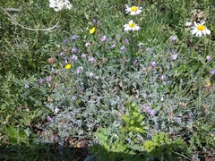 Astragalus incertus
