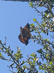 Danaus plexippus