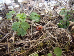 Coccinella septempunctata