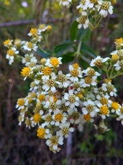 Alloispermum integrifolium