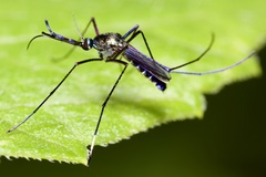 Toxorhynchites guadeloupensis