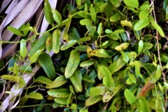 Smilax laurifolia
