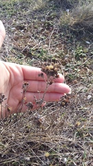 Helichrysum arenarium