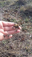 Helichrysum arenarium