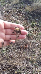Helichrysum arenarium