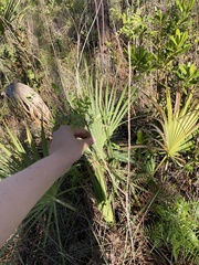 Rhus copallina image