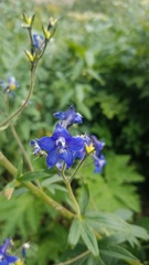 Delphinium barbeyi