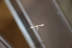 Platyptilia carduidactylus