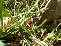 Coccinella septempunctata