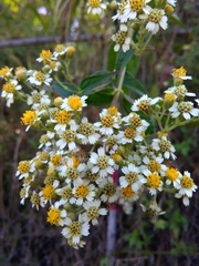 Alloispermum integrifolium