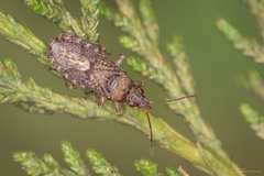 Orsillus maculatus