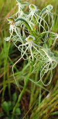 Habenaria kraenzliniana