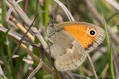 Coenonympha pamphilus