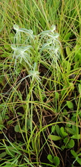 Habenaria kraenzliniana