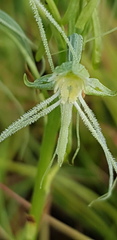 Habenaria kraenzliniana