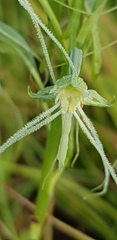Habenaria kraenzliniana