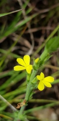 Striga asiatica