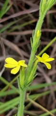 Striga asiatica