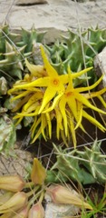 Orbea lutea lutea