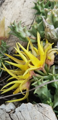 Orbea lutea lutea