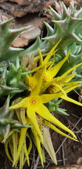 Orbea lutea lutea