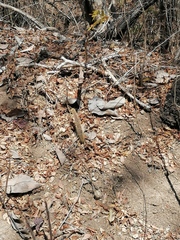 Acanthocereus hesperius