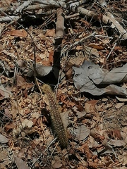 Acanthocereus hesperius
