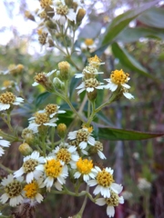 Alloispermum integrifolium