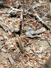 Acanthocereus hesperius