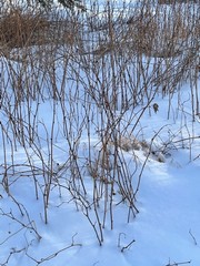 Rubus idaeus strigosus