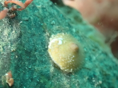 Calyptraea chinensis