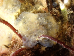 Polyclinidae