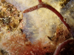 Polyclinidae