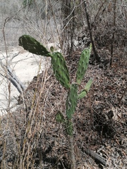Opuntia karwinskiana