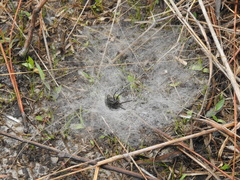 Sosippus mimus
