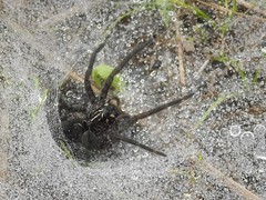 Sosippus mimus