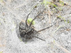 Sosippus mimus