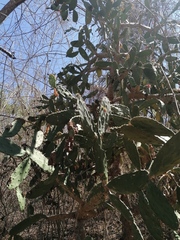 Opuntia karwinskiana