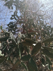 Opuntia karwinskiana