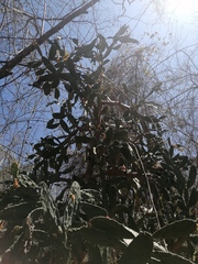 Opuntia karwinskiana