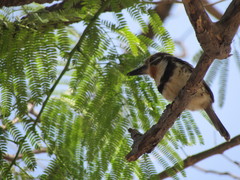 Hypnelus ruficollis