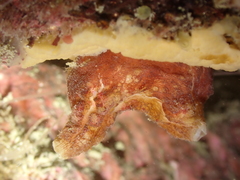 Pyura microcosmus