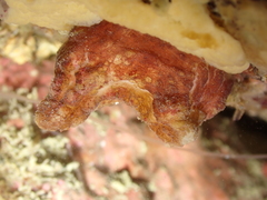 Pyura microcosmus