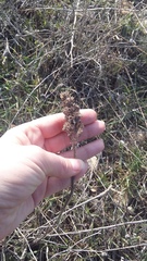 Stachys cretica