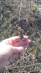 Stachys cretica