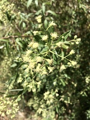 Baccharis punctulata