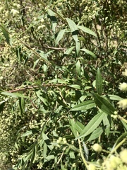 Baccharis punctulata