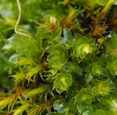 Schistidium crassipilum